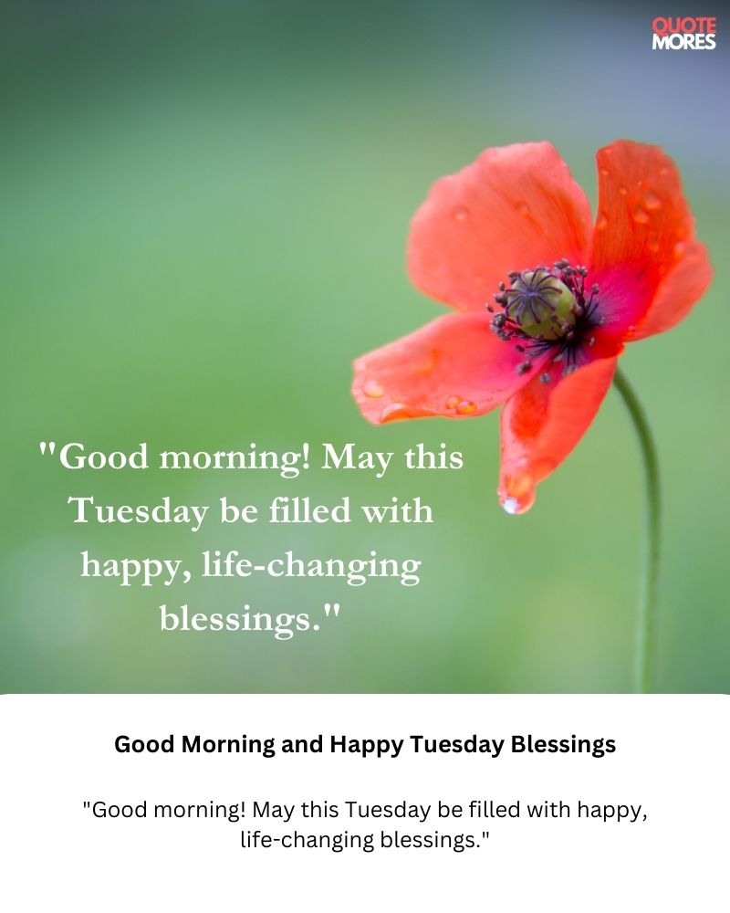 Good Morning and Happy Tuesday Blessings